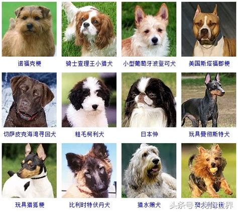 哪一個是 吉利狗品種